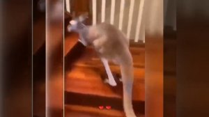 Видео от Департамент Вирусного Контента | ДВК