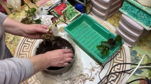 15-02-2026. Проверяю цветы, пересаживаю бегонии.