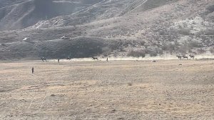 Скачки 4-я партия лошадей на 13 кругов 15.02.2026г.