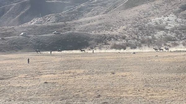 Скачки 4-я партия лошадей на 13 кругов 15.02.2026г.