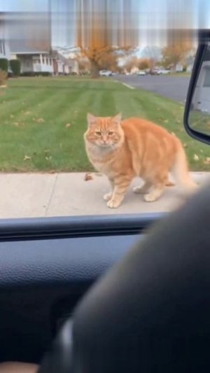 Кот поймал воробушок