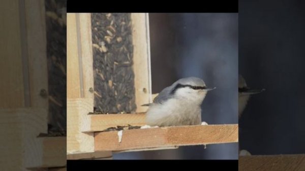 доброеутро.mp4