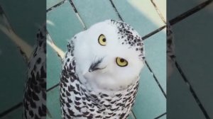 Голова этой удивительной птицы  разворачивается на 270 градусов