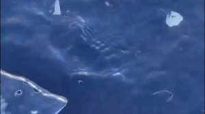 Традиционные воскресные купания