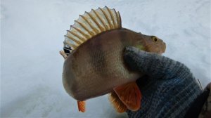 НА ЭТОЙ ЗИМНЕЙ РЫБАЛКЕ ПРИШЛОСЬ НАМ ПОПОТЕТЬ), СНАЧАЛА ОТ ЛОПАТЫ А ПОТОМ В ПОИСКАХ СВОЕЙ РЫБКИ)!