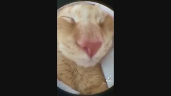 Смешные котики😊