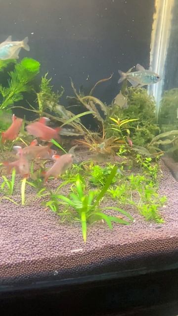 Икрометание в общем аквариуме