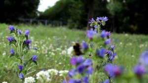 Небесный свет...
сл. и муз. Ю. Бойков