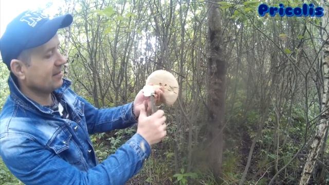 Трейлер про поиск грибов в лесу смотреть онлайн