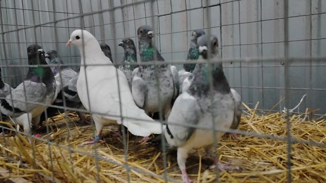 14.02.2026г Голубиный Рай, Садовод!!! смотреть онлайн