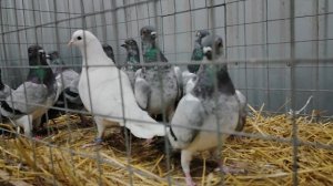 14.02.2026г Голубиный Рай, Садовод!!!