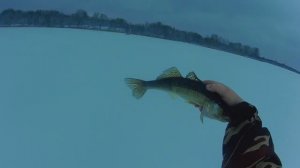 Как поймать судака на Селигере или один день из жизни селигерского отшельника.