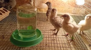 В чём сушу крапиву для кур. Погибла перепёлка. Убрала утку от утят. Заменила метки на цыплятах