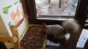 белка хочет в дом