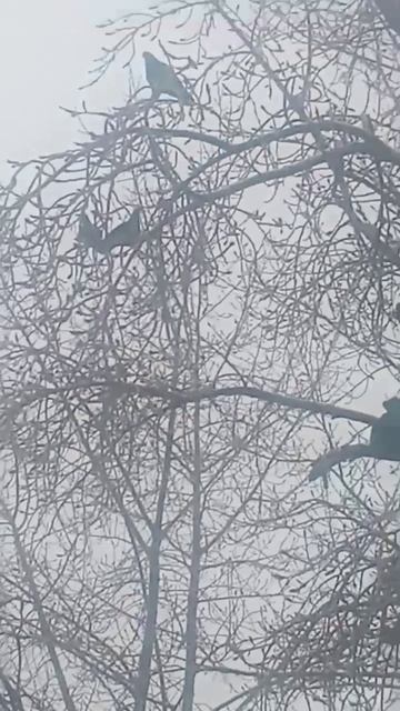 На посту! Мы ждём весну! А вы? смотреть онлайн