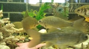 Карась дустовский обыкновенный 😉✌️😂