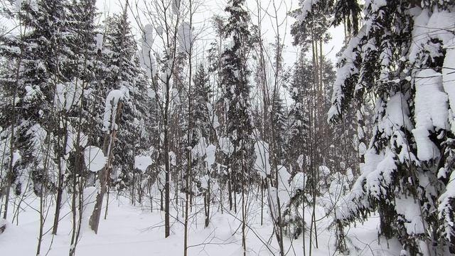 Заснеженный лес. Февраль 2026