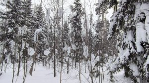 Заснеженный лес. Февраль 2026