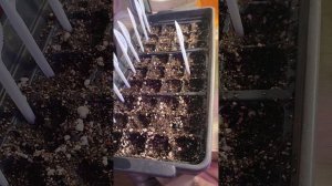 ужас со всходами