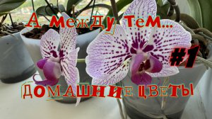 Цветы на окне #1