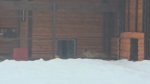 150226г Снова Осмелился На Свидание с Киарой Киара и Шерхан [get.gt]