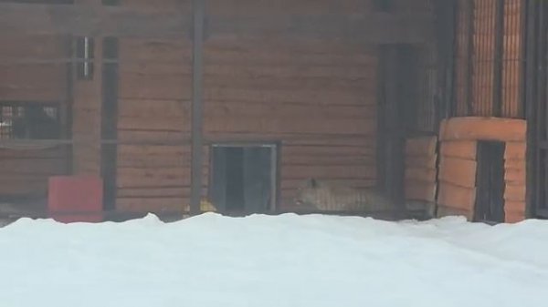 150226г Снова Осмелился На Свидание с Киарой Киара и Шерхан [get.gt]