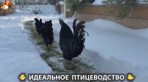 Идеальное птицеводство достойно восхищения 🐓🦆🦢🦚🦃🐔 эпизод (457)