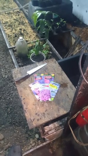 Всем привет, доброй ночи.  Новый эксперимент с белокрылкой. Буду сажать цветок Агератум. Он долже...