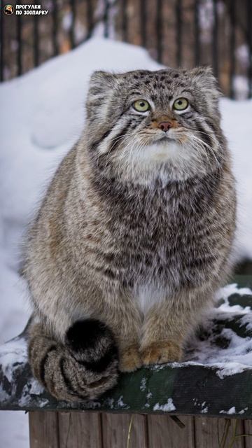Дежурный манул покинул пост. Новосибирский зоопарк