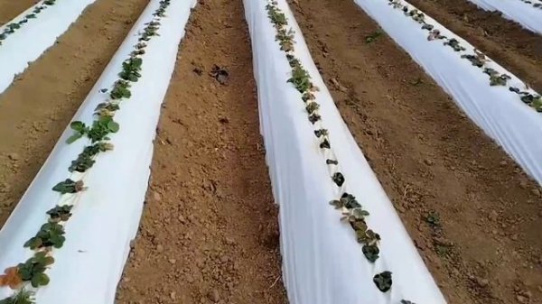 Агроном клубничник на объекте по агросопровождению