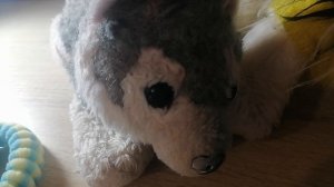 👍🏻🙃❤️🐶:3.mp4