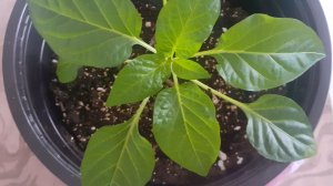 15.02.2026 Обзор рассады перца (посев 30.01 сухими семенами)