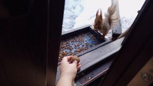 зоопарк за окном