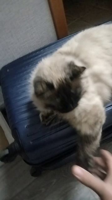 Кошка на Чили на раслабоне.