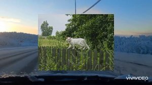 Вспоминаю деревню в стихах