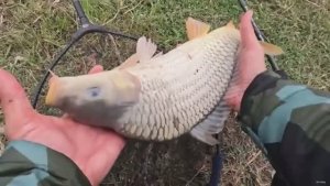 Рыбалка на сазана, наживка опарыш и червяк