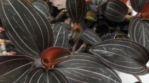 Какое кашпо подходит для Драгоценных орхидей. Кашпо для Орхидеи Лудизия