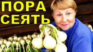 Не опоздайте посеять самый вкусный лук. Как посадить лук на перо в 2 этажа_