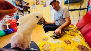 ЭТО НЕЧТО! Енот Тимошка пришел знакомиться к праугаю Жорику)))