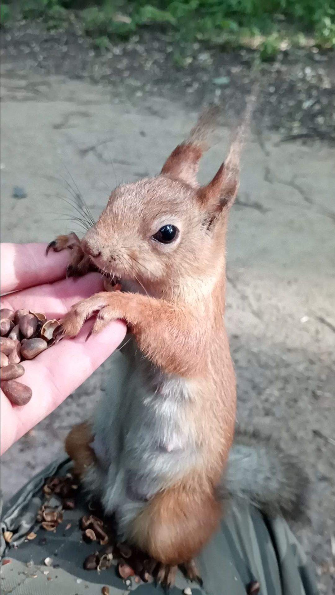 Кормящая белка. Июнь 2023 смотреть онлайн