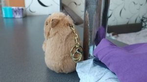 свинки знакомятся