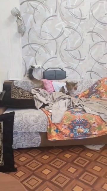 кошка балерина 🤣