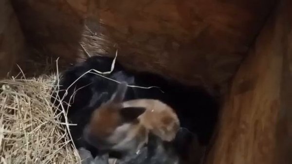 Обзор крольчат 18 дней. Рыжая крольчиха Настя.