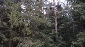 #шикарный и красивый лес