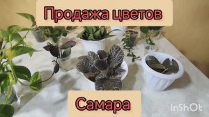 📣Продажа цветов.📦 Излишки.🌿🌷