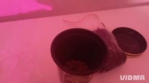 Распаковка набора для выращивания * Адениум *  с вб