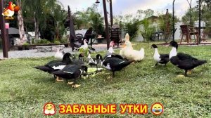 Забавные утки мускусные и пекинские на свободном выгуле со своими друзьями ч.(358) ❣️🤗😂