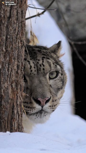Снежный барс за деревом. Новосибирский зоопарк