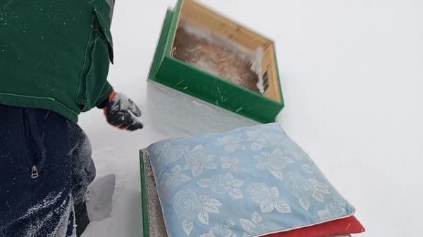 Что в наблюдательном улье у дома? Комментарий по поводу погибшего 6-ти рамочника 15 февраля 2026.