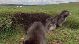 СЕМЬЯ МАНУЛОВ ПОПАЛА В КАДР РЕДКОЕ ВИДЕО С МИЛЫМИ ПУШИСТЫМИ КОТЯТАМИ